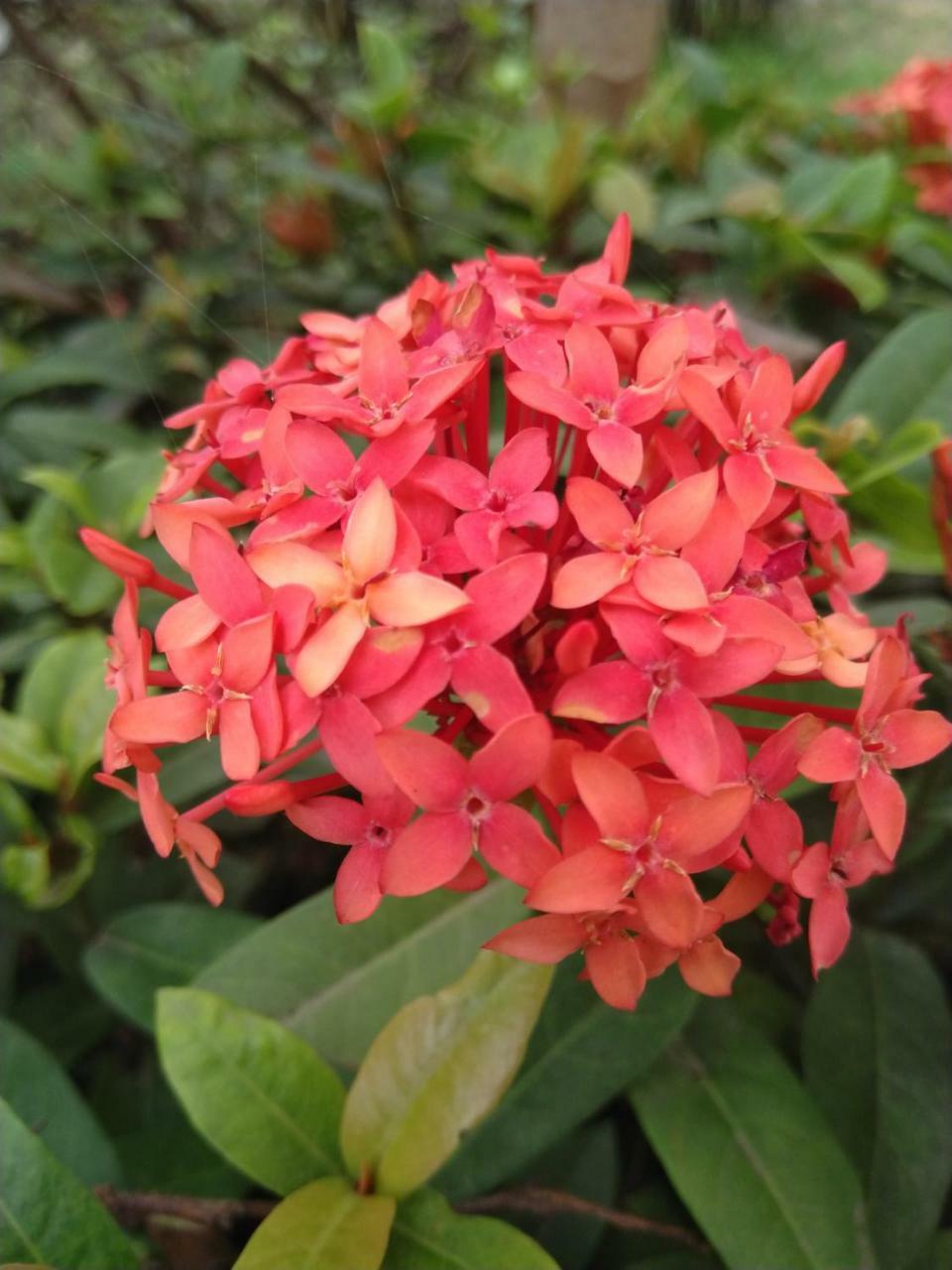 Chaiti Eco Homestay- Santiniketan Bolpur Bagian luar foto