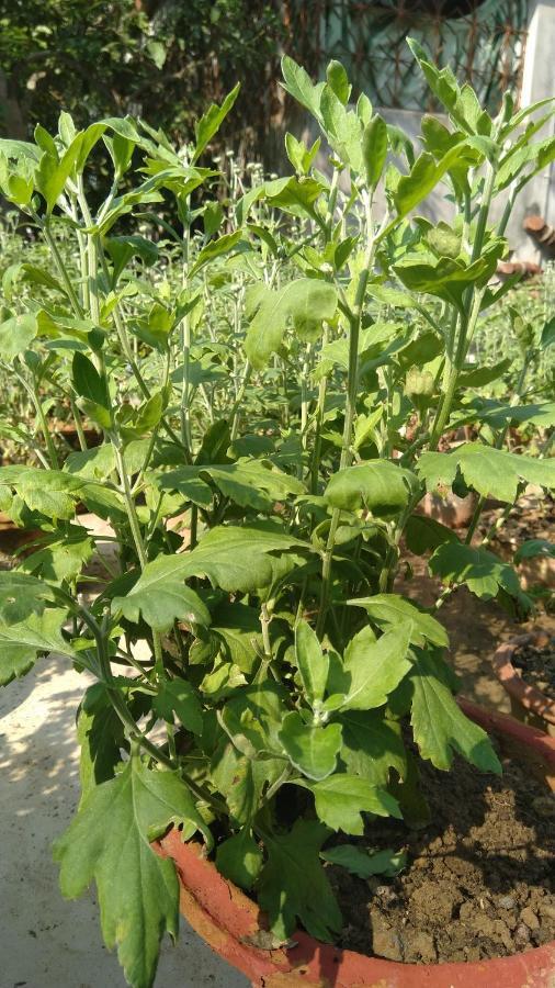 Chaiti Eco Homestay- Santiniketan Bolpur Bagian luar foto